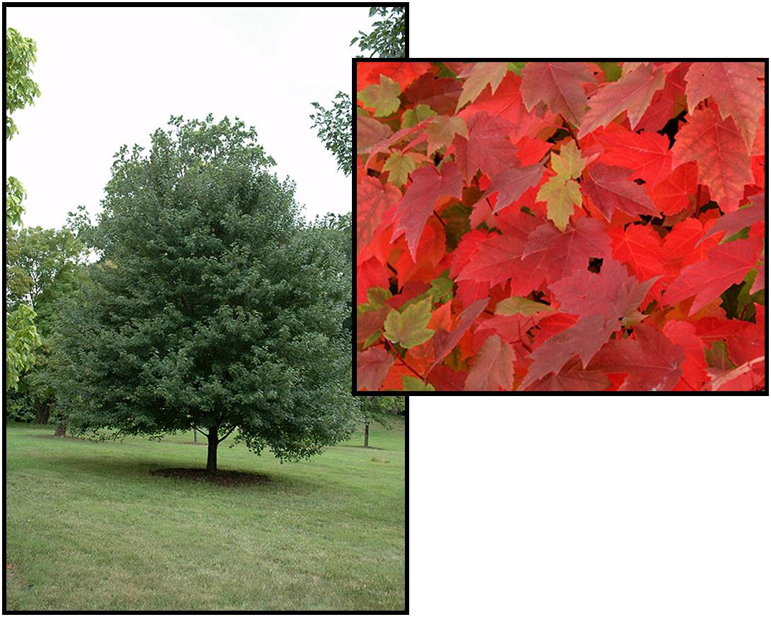 SUN VALLEY MAPLE TREE (5 gallon) acer rubrum 'sun valley'