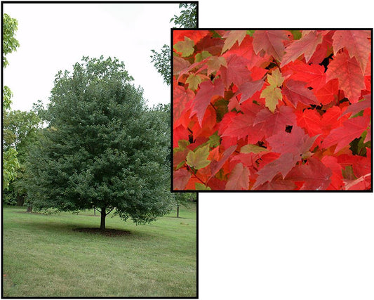 SUN VALLEY MAPLE TREE (5 gallon) acer rubrum 'sun valley'
