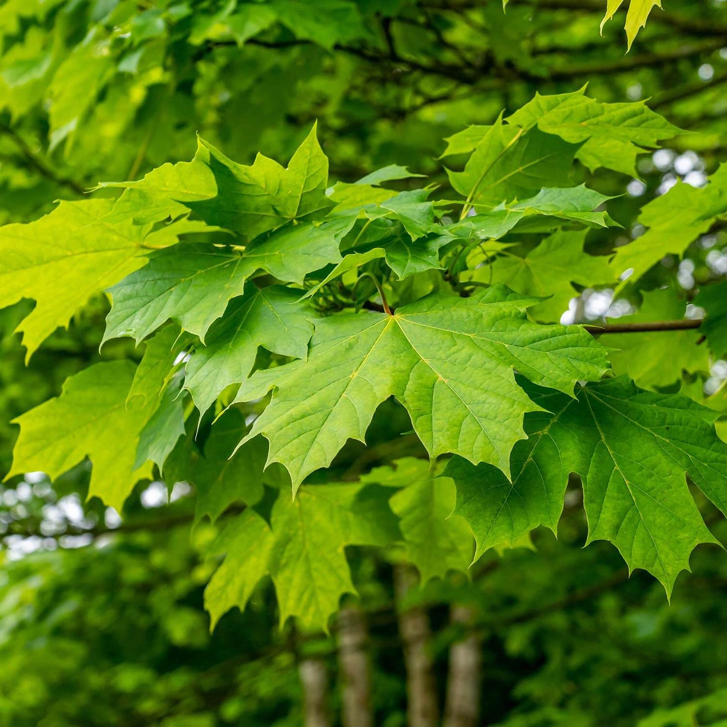 MAPLE SUGAR (1.5" caliper) - acer saccharum