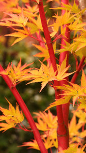 acer palmatum 'Sango Kaku' JAPANESE MAPLE CORAL BARK