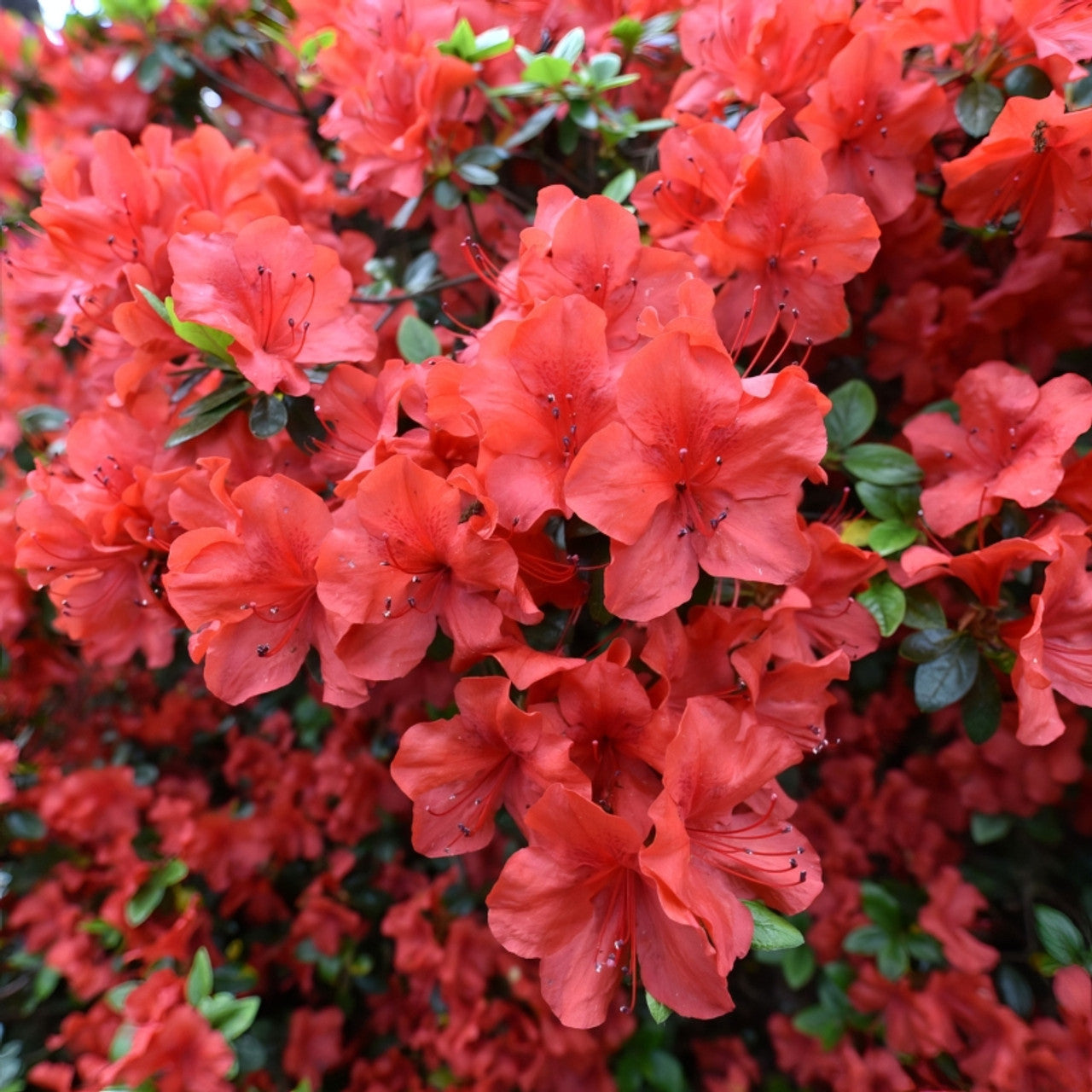 Azalea Amagasa (3 Gallon) - Coral Flowering Evergreen Shrub | Needham's ...
