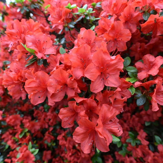 azalea x AZALEA AMAGASA (3 GALLON)