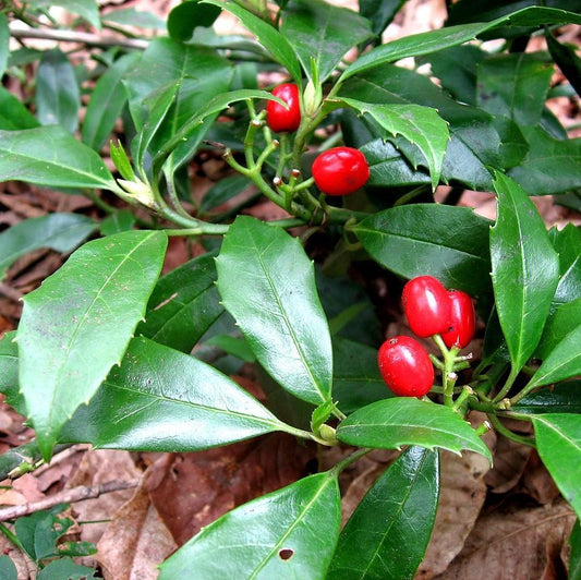 AUCUBA DWARF GREEN (3 Gallon) aucuba japonica 'Nana'