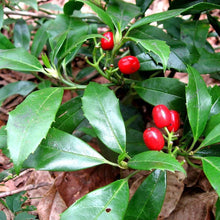 Load image into Gallery viewer, AUCUBA DWARF GREEN (3 Gallon) aucuba japonica 'Nana'