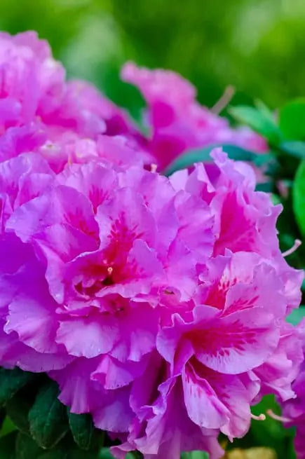 azalea x ‘encore’ AUTUMN MAJESTY (1 GALLON)