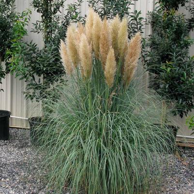 GRASS BLUE BAYOU PAMPAS (3 Gallon) cortaderia selloana 'Blue Bayou'