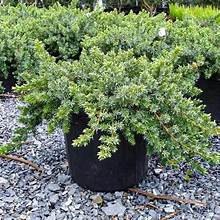 Load image into Gallery viewer, JUNIPER BLUE PACIFIC (1 Gallon) juniperus conferta ‘Blue Pacific’