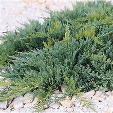 JUNIPER BLUE RUG  (1 Gallon) juniperus horizontalis 'Wiltonii'