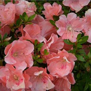 Azalea Wakaebisu (3 Gallon) - Red-Orange Flowering Shrub | Needham's ...