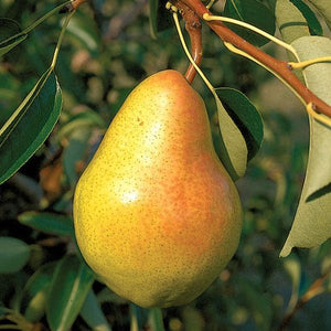 PEAR KIEFFER