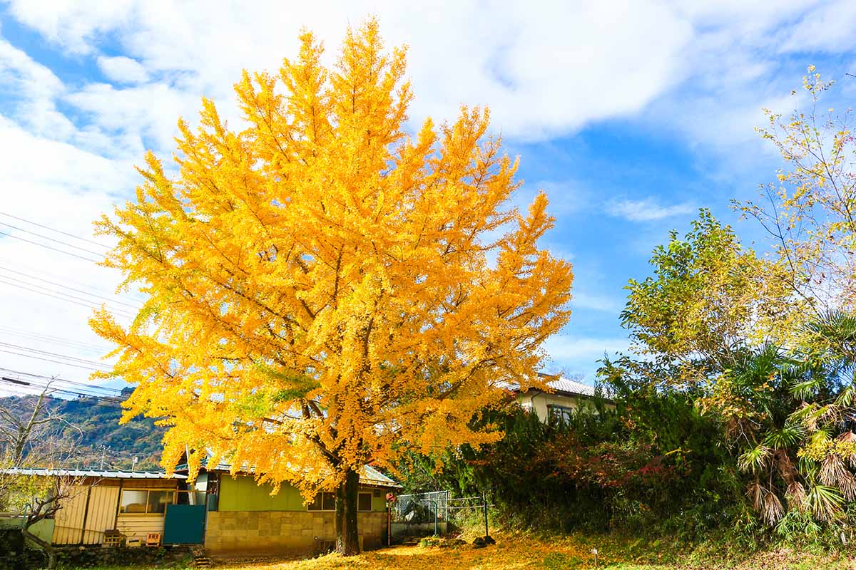 GINKGO TREE (1.5" caliper) - ginkgo biloba