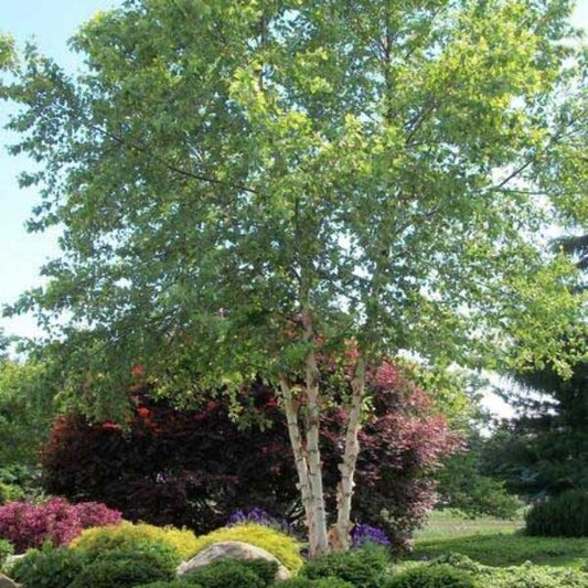 RIVER BIRCH HERITAGE (2.5" caliper) - betula nigra 'heritage'