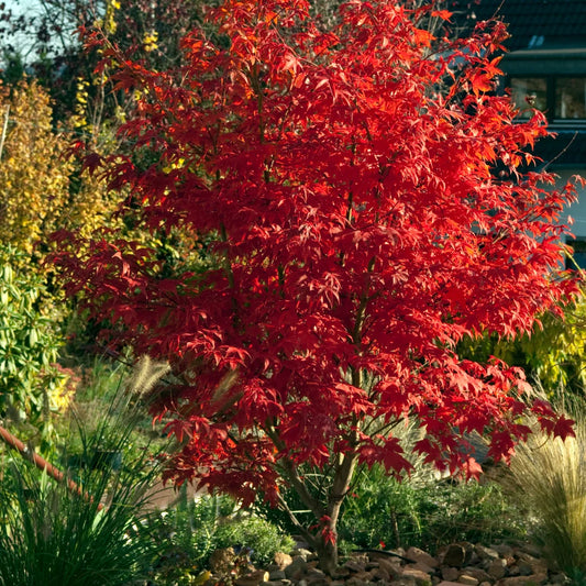 JAPANESE MAPLE BLOODGOOD (6' B&B) acer palmatum 'Bloodgood'