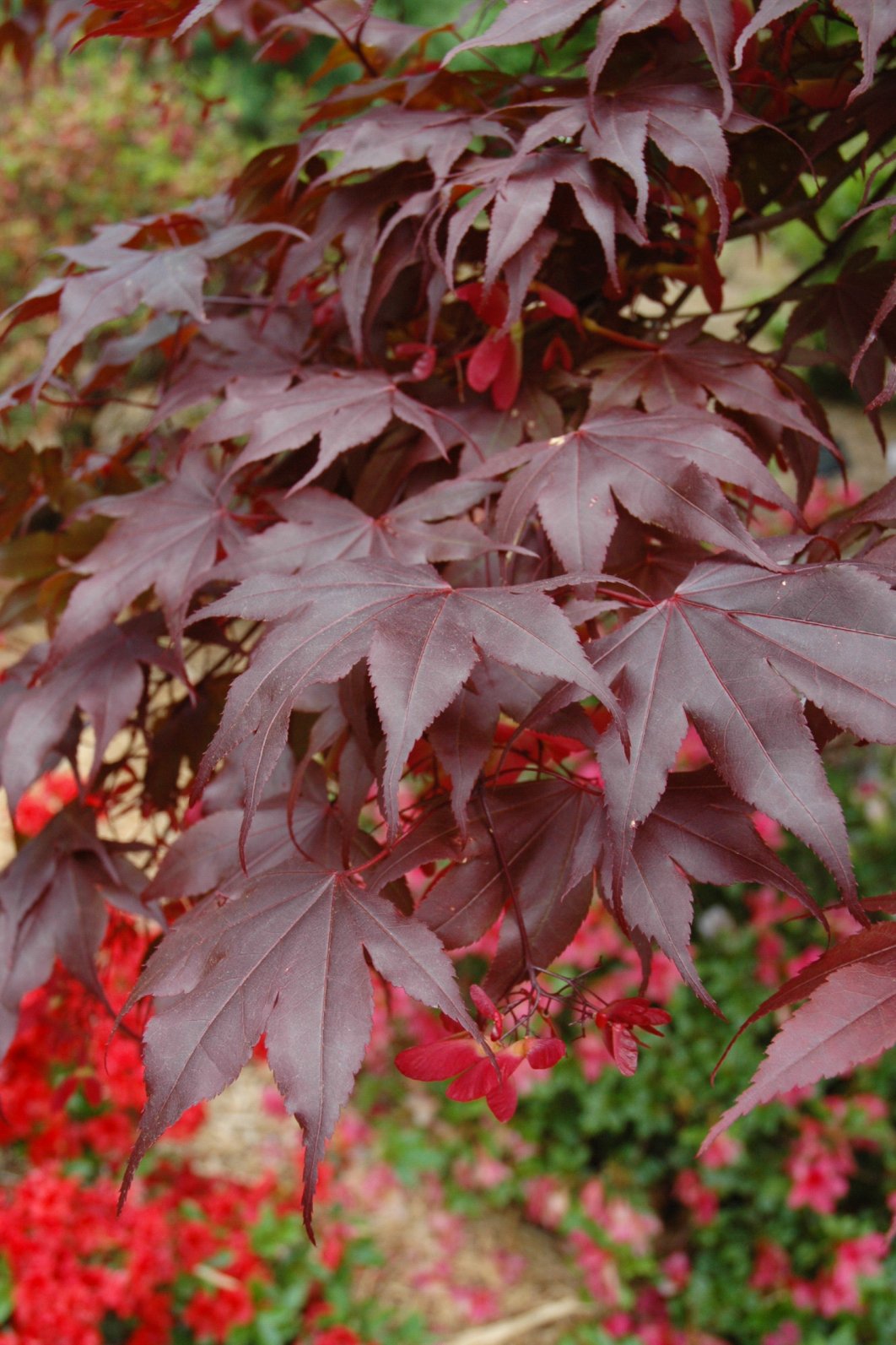 JAPANESE MAPLE BLOODGOOD (15 gallon) acer palmatum var. atropurpureum 'Bloodgood'