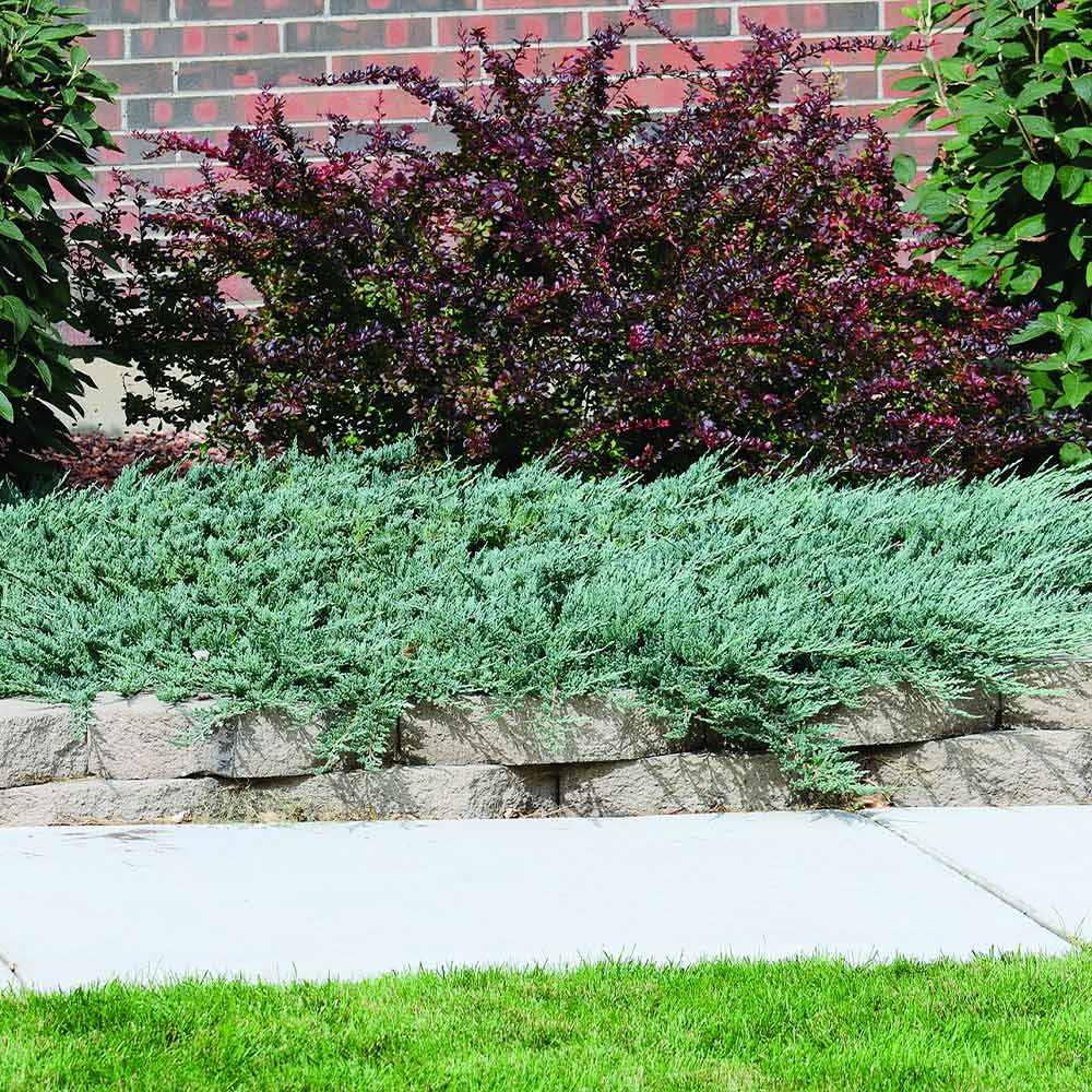 JUNIPER BLUE RUG (3 Gallon) juniperus horizontalis 'Wiltonii'