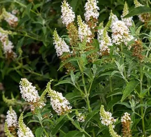 BUTTERFLY BUSH TOWERS WHITE (3 gallon) Buddleja davidii 'Towers White'