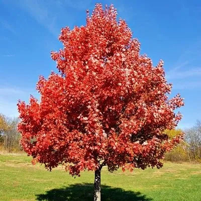 BURGUNDY BELLE MAPLE TREE (5 gallon) acer rubrum ‘Magnificent Magenta’