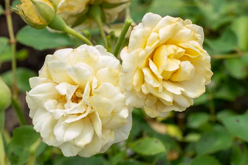 ROSE DRIFT BUTTERCREAM (3 gallon) Rosa ‘Meidevi’