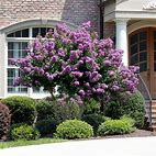 CRAPE MYRTLE CATAWBA (3 Gallon) lagerstroemia indica 'Catawba'