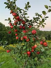 APPLE TREE CIMSON CRISP (5 gallon) malus domestica