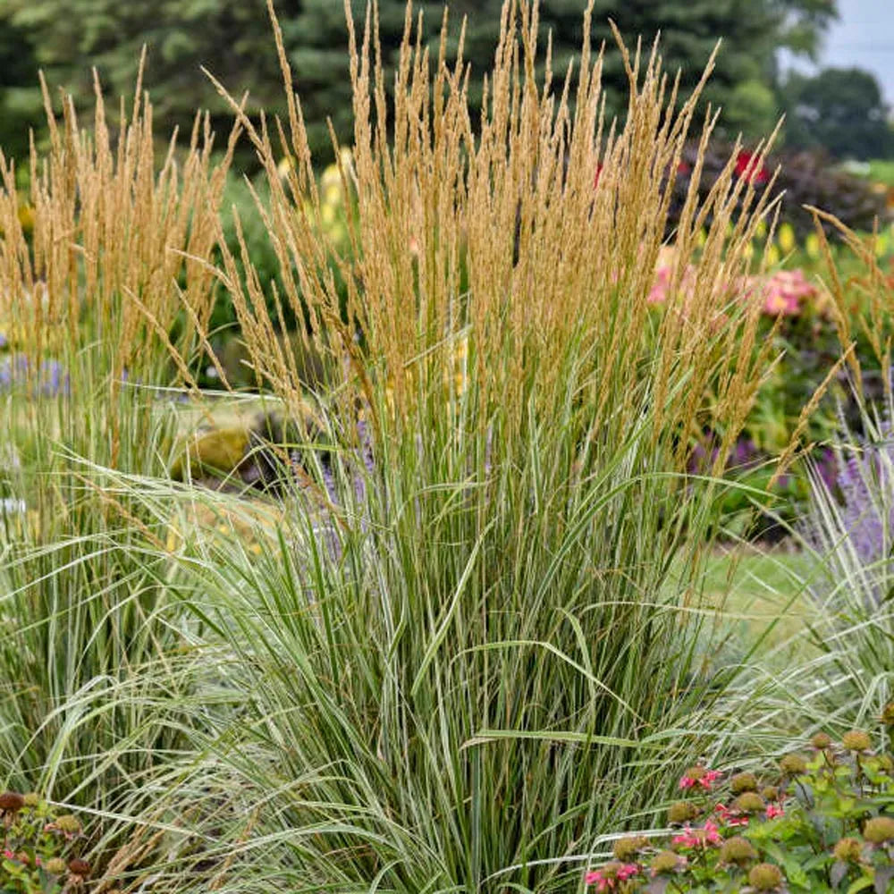 GRASS HELLO SPRING FEATHER REED GRASS (3 gallon) 'Calamagrostis'