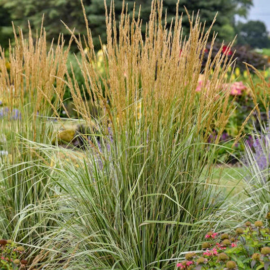 GRASS HELLO SPRING FEATHER REED GRASS (3 gallon) 'Calamagrostis'