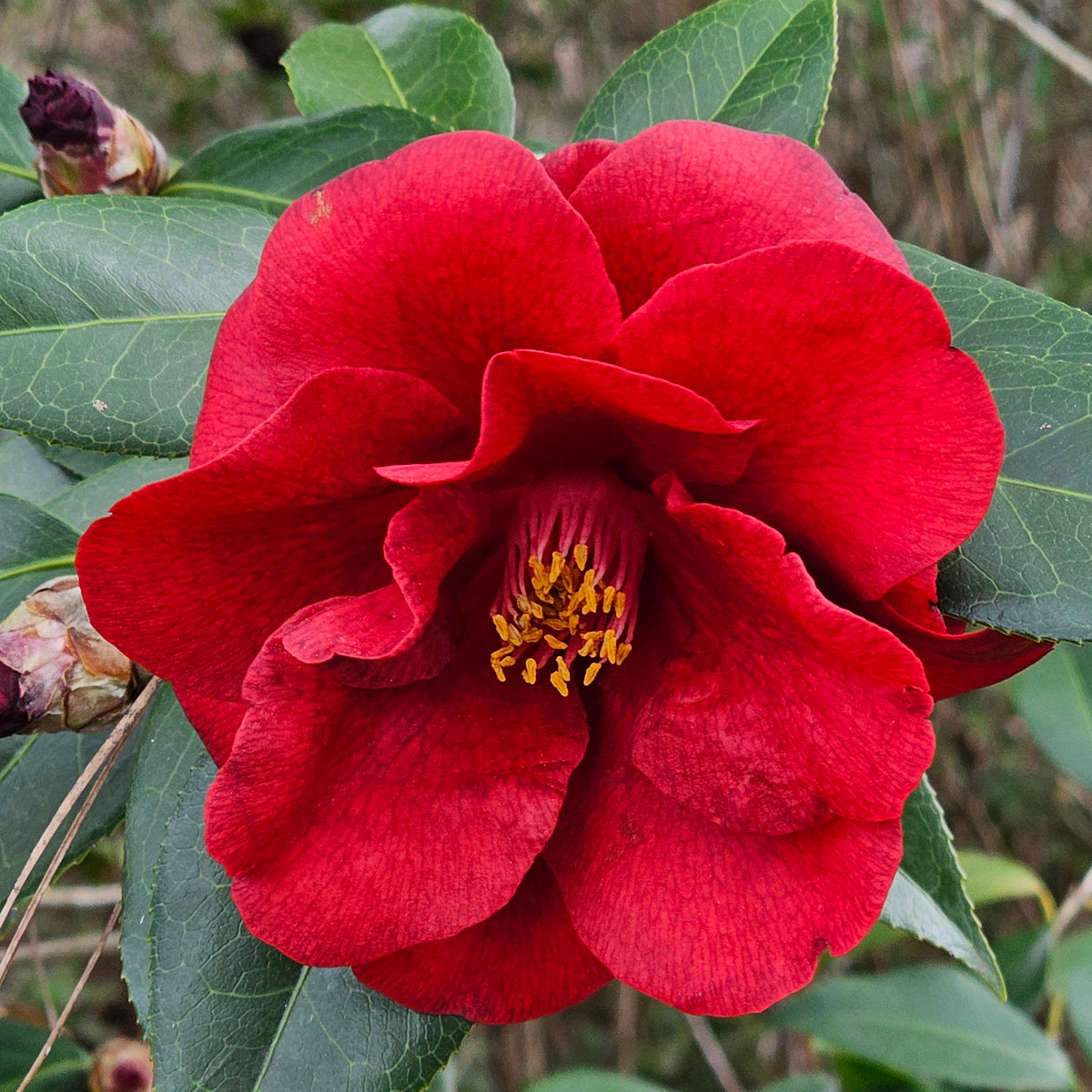 CAMELLIA FLAME (3 gallon) Camellia japonica 'flame'