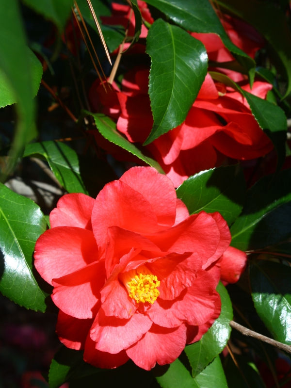 CAMELLIA CHRISTMAS BEAUTY (3 gallon) Camellia 'japonica'
