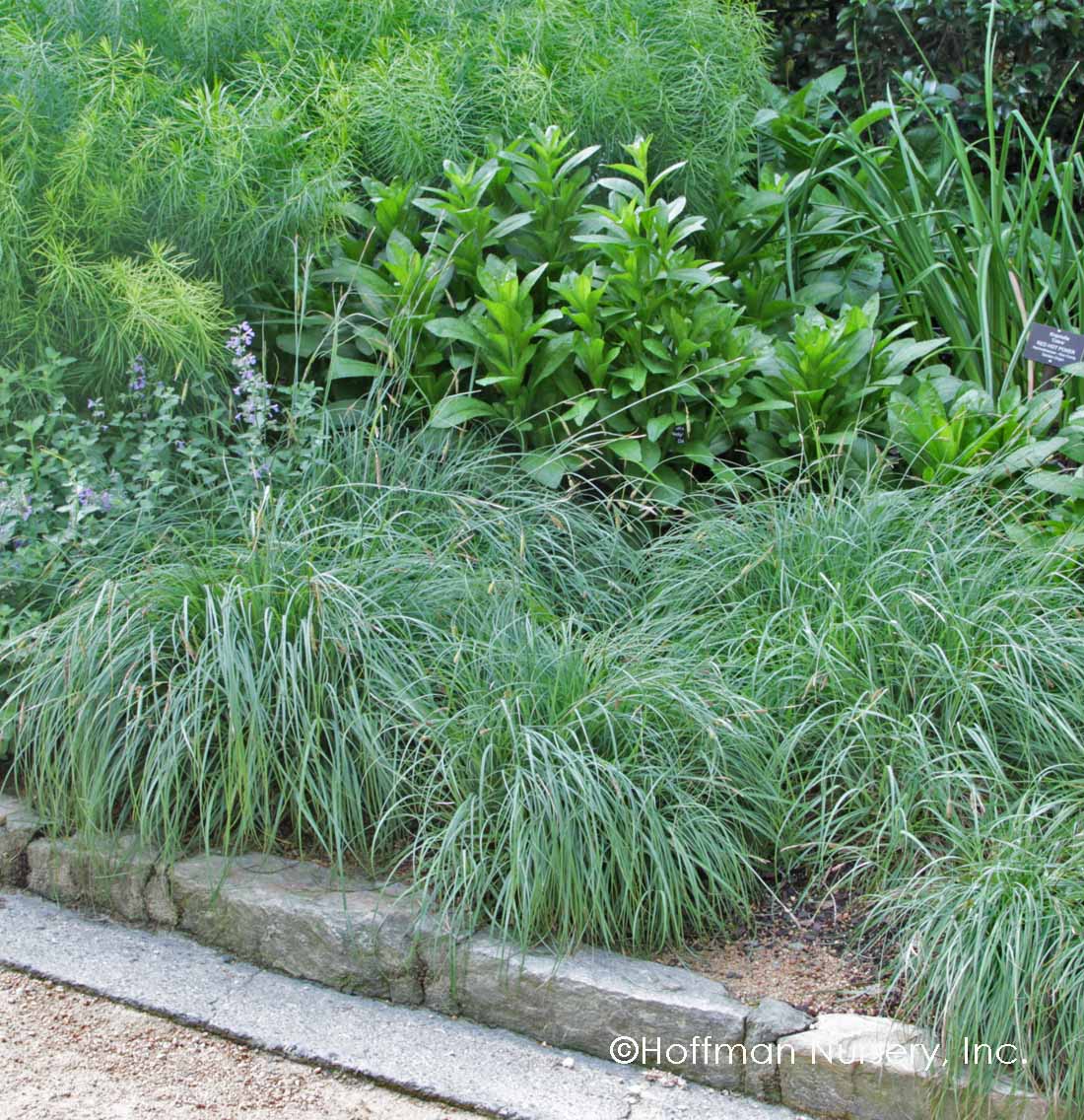 Carex flacca ‘Blue Zinger’(2.5" Premium)