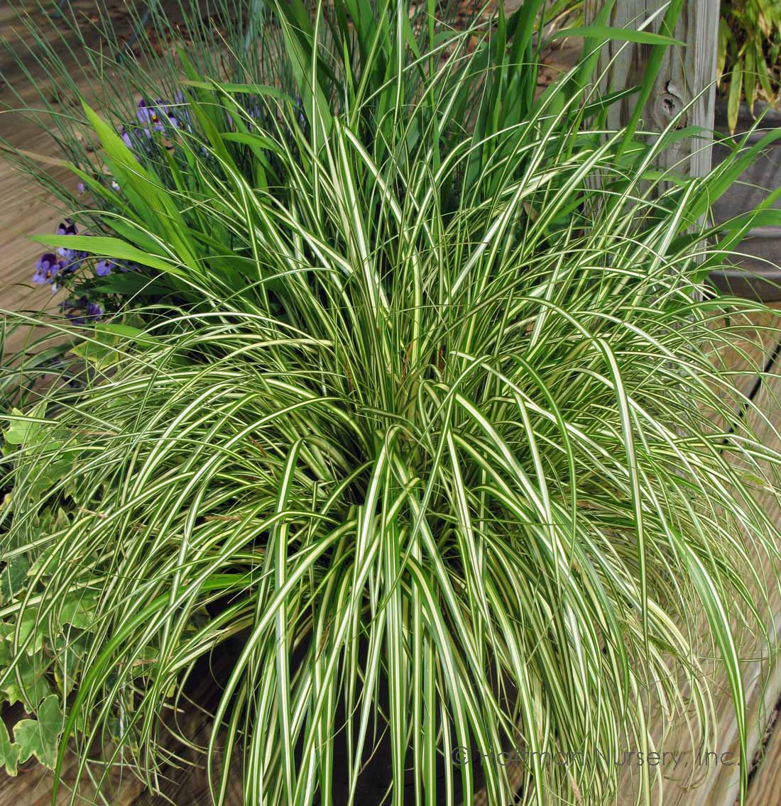 Carex oshimensis ‘Evergold’ (2.5" Premium)