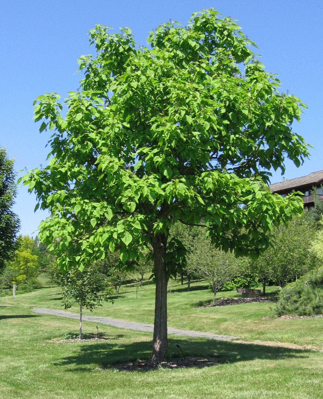 CATALPA TREE (5 gallon) - Catalpa speciosa