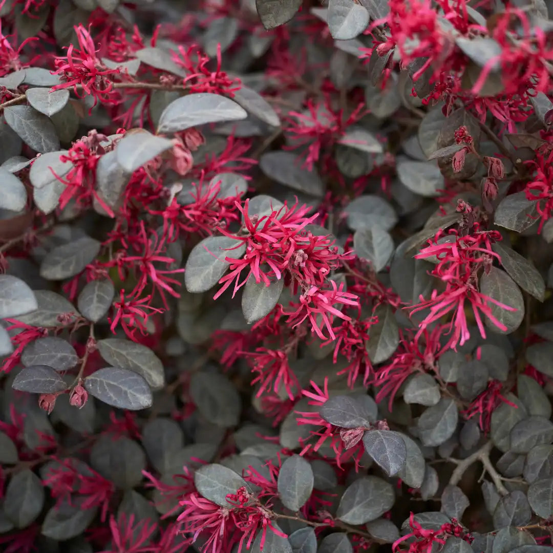 LOROPETALUM CERISE CHARM (3 gallon) loropetalum chinense