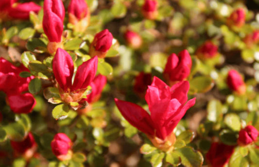 azalea x AZALEA CHRISTMAS CHEER (3 GALLON)
