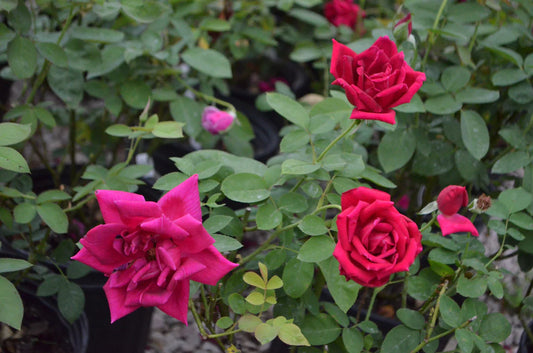 HYBRID TEA ROSE CHRYSLER IMPERIAL (3 gallon) rosa 'chrysler imperial'