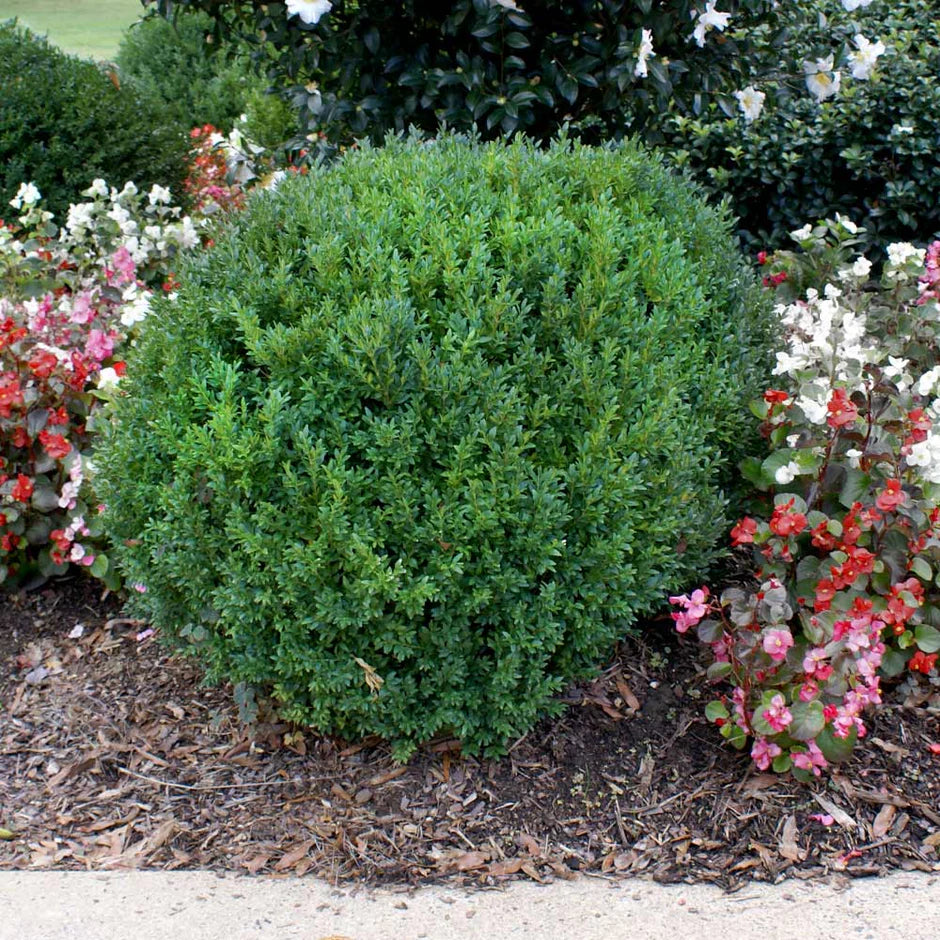 HOLLY COMPACT (3 Gallon) ilex crenata ‘Compacta’