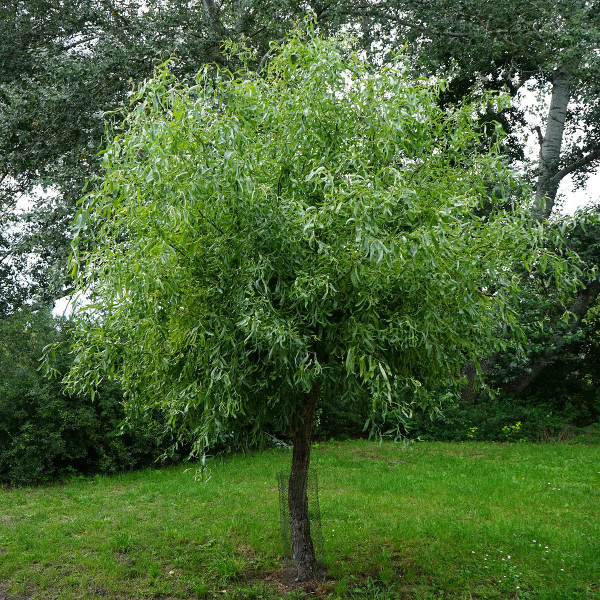WILLOW CORKSCREW (5 gallon) Salix matsudana 'Tortuosa'