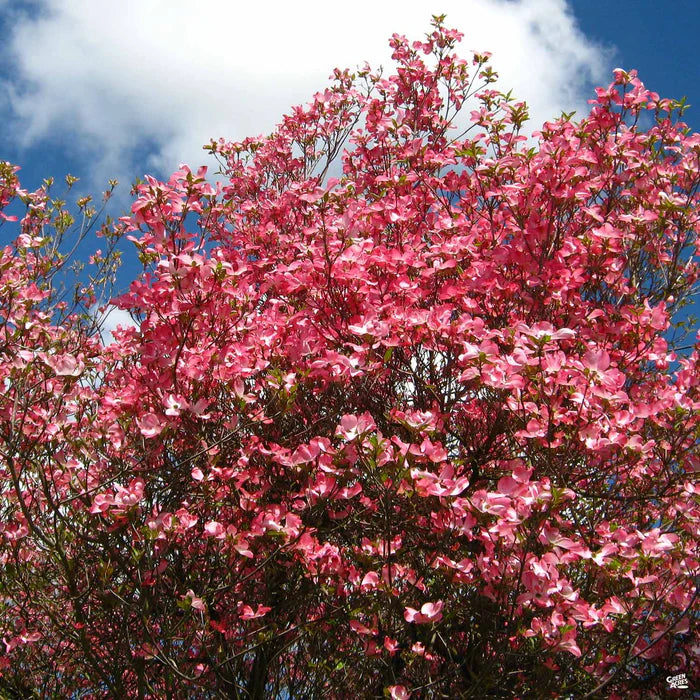 Needham's Nursery Dogwood Cherokee Chief