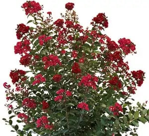 CRAPE MYRTLE COLORAMA SCARLET (3 Gallon) lagerstroemia 'JM1'
