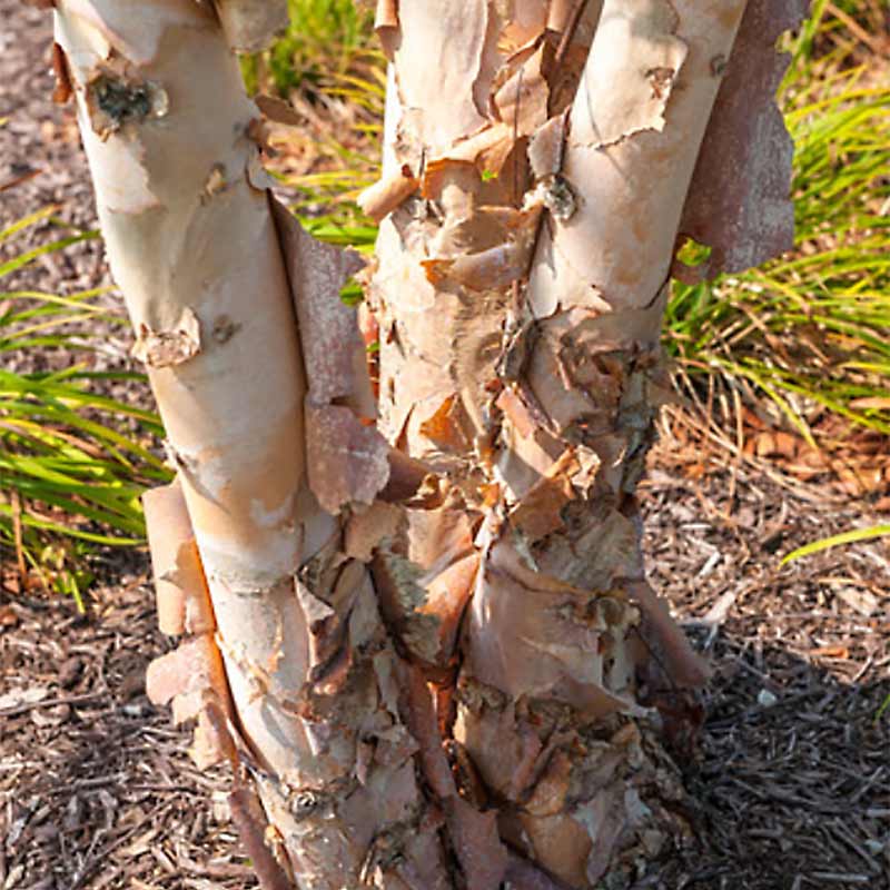 BIRCH HERITAGE RIVER (8') - betula nigra 'heritage'