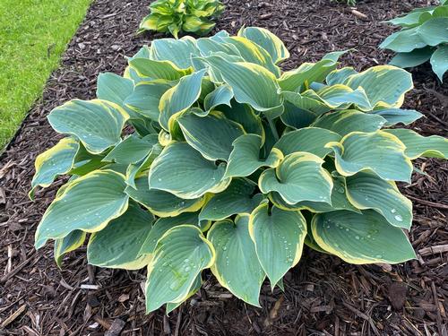 HOSTA BLUE PERFECTION (1 quart) plantain lily 'blue perfection'