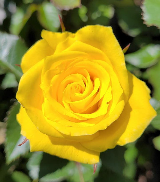 FLORIBUNDA ROSE SUNSPRITE (3 gallon) rosa 'sunsprite'