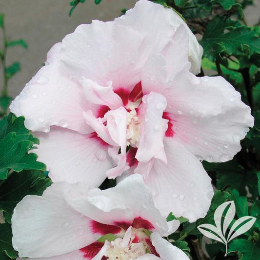 ALTHEA DOUBLE PINK (3 Gallon) hibiscus syriacus 'Lady Stanley'