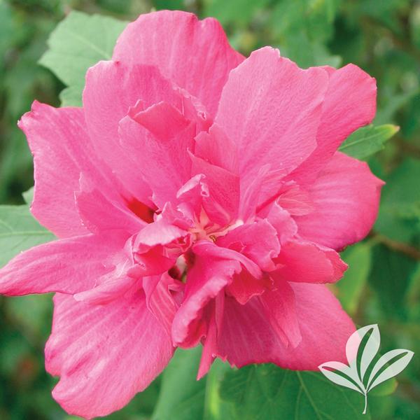 ALTHEA DOUBLE RED (3 Gallon) hibiscus syriacus 'Amplissimus'