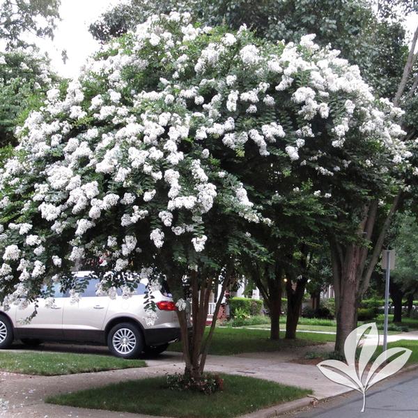 CRAPE MYRTLE ACOMA (3 Gallon) lagerstroemia 'Acoma'