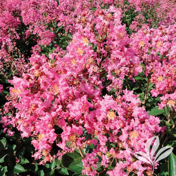 CRAPE MYRTLE HOPI (3 Gallon) lagerstroemia indica 'Hopi'
