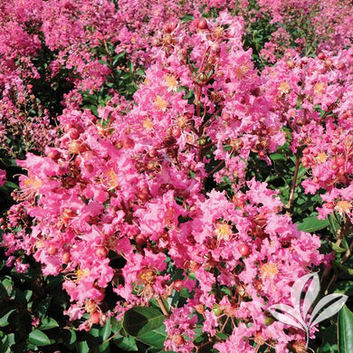 CRAPE MYRTLE HOPI (3 Gallon) lagerstroemia indica 'Hopi'