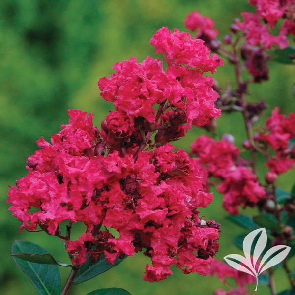 CRAPE MYRTLE VICTOR (5 Gallon) Lagerstroemia indica 'Victor'