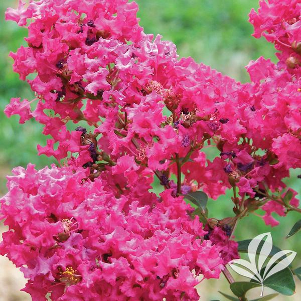 CRAPE MYRTLE TONTO (3 gallon) lagerstroemia 'Tonto'
