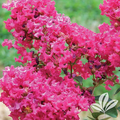 CRAPE MYRTLE TONTO (3 gallon) lagerstroemia 'Tonto'