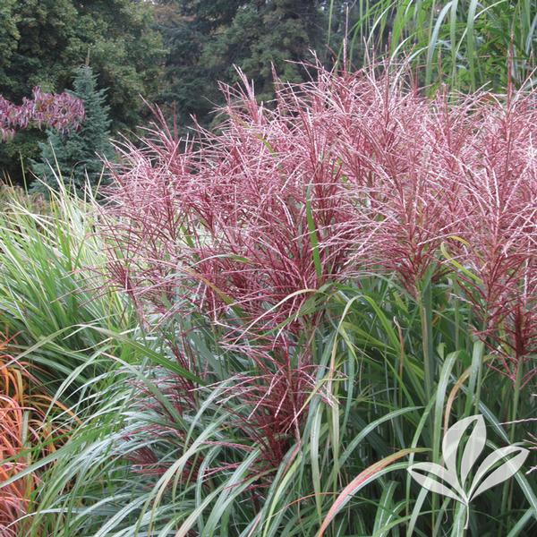 GRASS MORNING LIGHT MAIDEN GRASS (3 gallon) Miscanthus sinensis 'Morning Light'